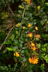Berberis darwinii
