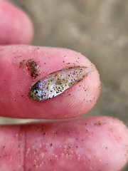 Trachurus novaezelandiae