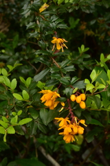Berberis darwinii