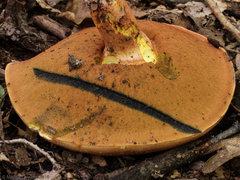 Baorangia