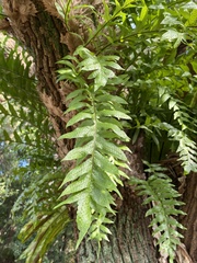 Drynaria roosii