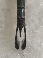 Gynacantha