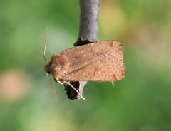 Conistra erythrocephala