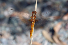 Rhodothemis lieftincki