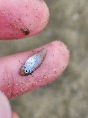 Trachurus novaezelandiae