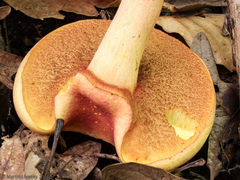 Baorangia