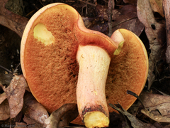 Baorangia