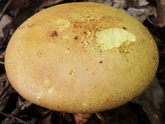 Baorangia