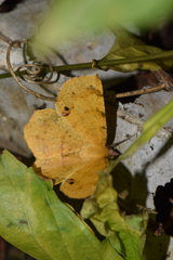 Erastria decrepitaria