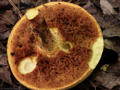 Baorangia