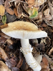 Gemmatae