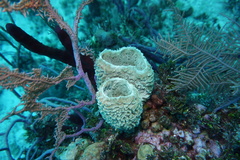 Callyspongia plicifera