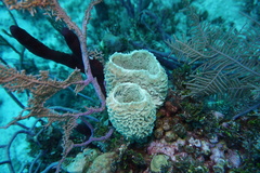 Callyspongia plicifera