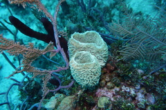 Callyspongia plicifera