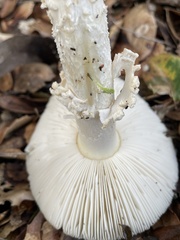 Gemmatae