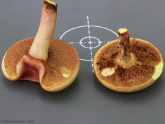 Baorangia