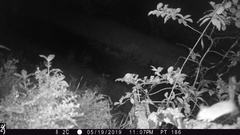 Peromyscus sonoriensis