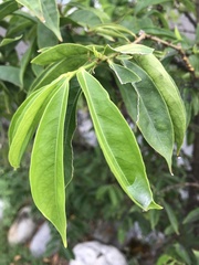 Magnoliopsida