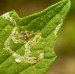 Liriomyza brassicae