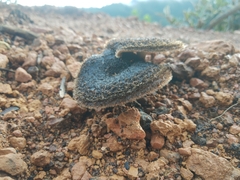 Lentinus berteroi