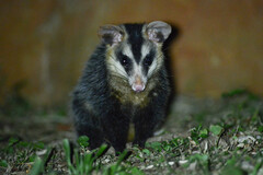 Didelphis albiventris