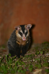 Didelphis albiventris