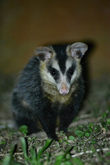Didelphis albiventris