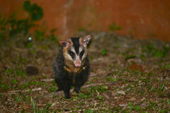 Didelphis albiventris