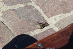 Passer domesticus