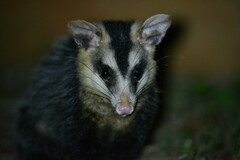 Didelphis albiventris