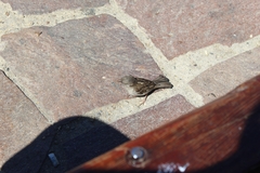 Passer domesticus