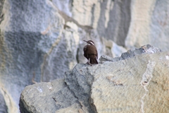 Cinclodes patagonicus