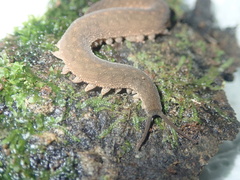 Onychophora