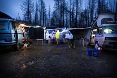 Arrhenia chlorocyanea