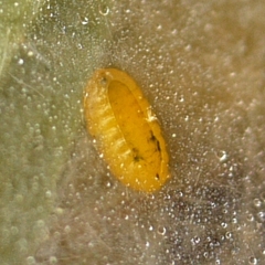 Liriomyza brassicae