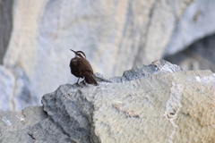 Cinclodes patagonicus