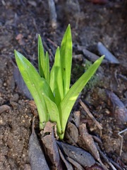Toxicoscordion fremontii