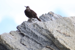 Cinclodes patagonicus