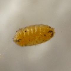 Liriomyza brassicae