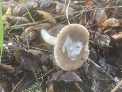 Amanita calyptratoides
