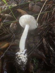 Amanita calyptratoides