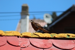 Daptrius chimango