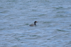 Leucocarbo magellanicus