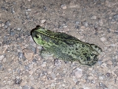 Rhinella dorbignyi