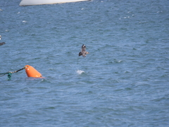 Stercorarius chilensis