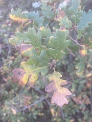 Quercus × macdonaldii