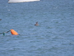 Stercorarius chilensis