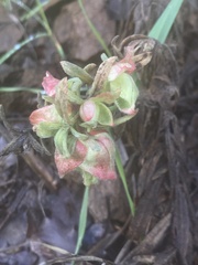 Contarinia zauschneriae