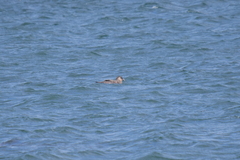 Stercorarius chilensis