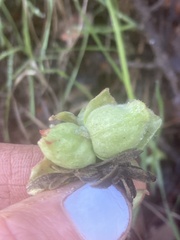 Contarinia zauschneriae